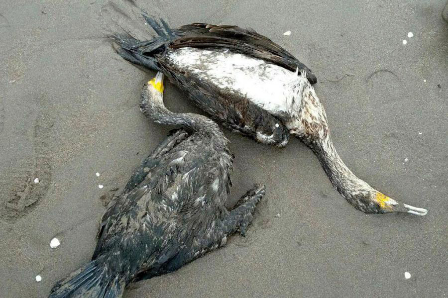  مرگ خاموش باکلان ها در سواحل کاسپین