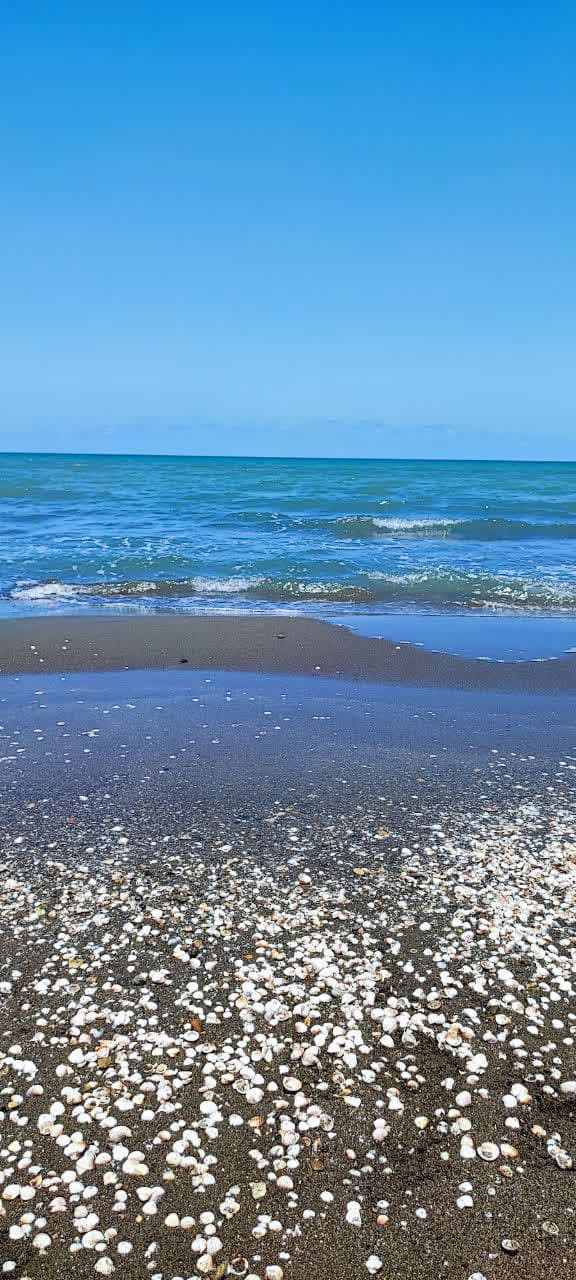 ساحل شفارود