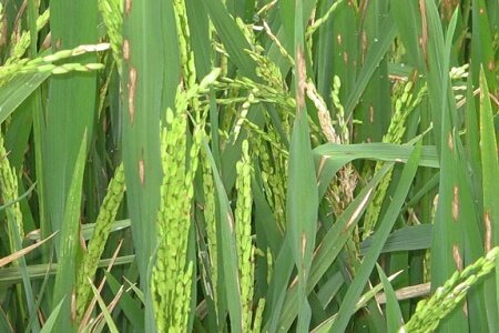 برنج کاران به پایش بیماری بلاست در مزارع خود بپردازند