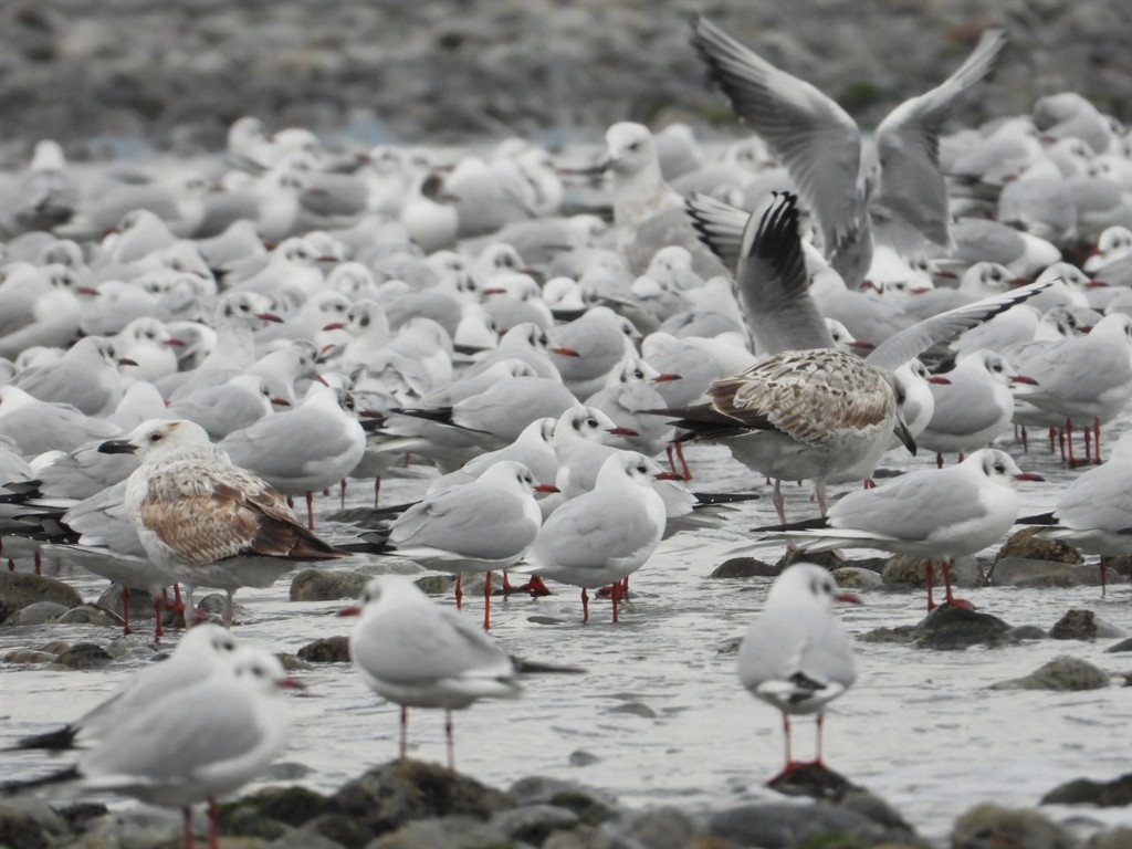 کاکائی سرسیاه ، سواحل تالش