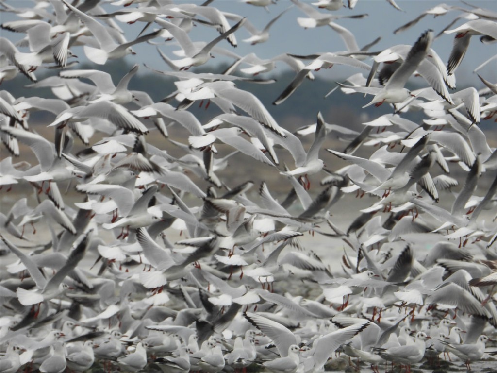 کاکائی سرسیاه ، سواحل تالش