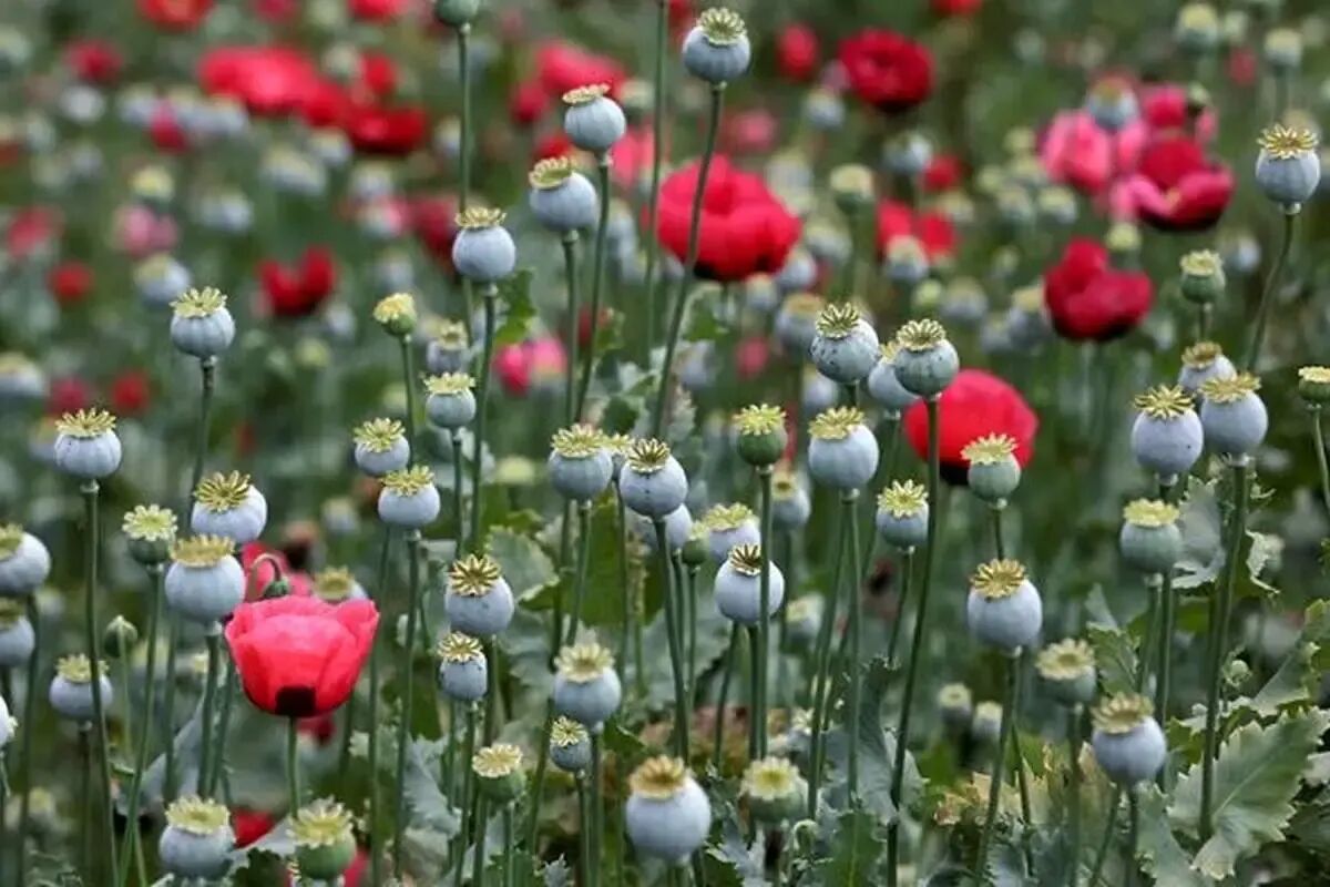 چراغ سبز به کشت شقایق پس از ۲۰ سال؛ بازار ۳۸ میلیارد دلاری مواد مخدر