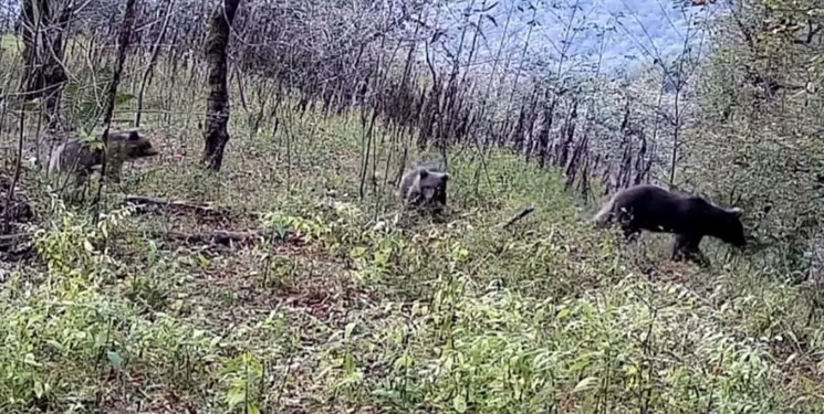 مشاهده خرس قهوه‌ای مادر به همراه دو توله در گیلان