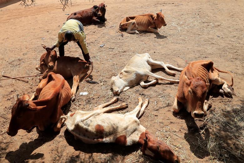 
	بحران خشکسالی در کنیا

