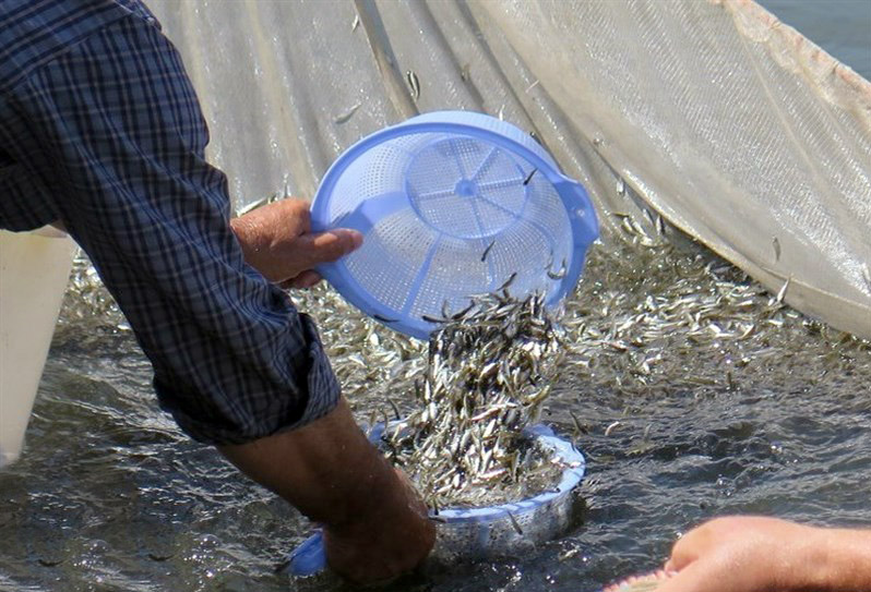 رهاسازی ۱۹۳ میلیون بچه ماهی در رودخانه های  گیلان