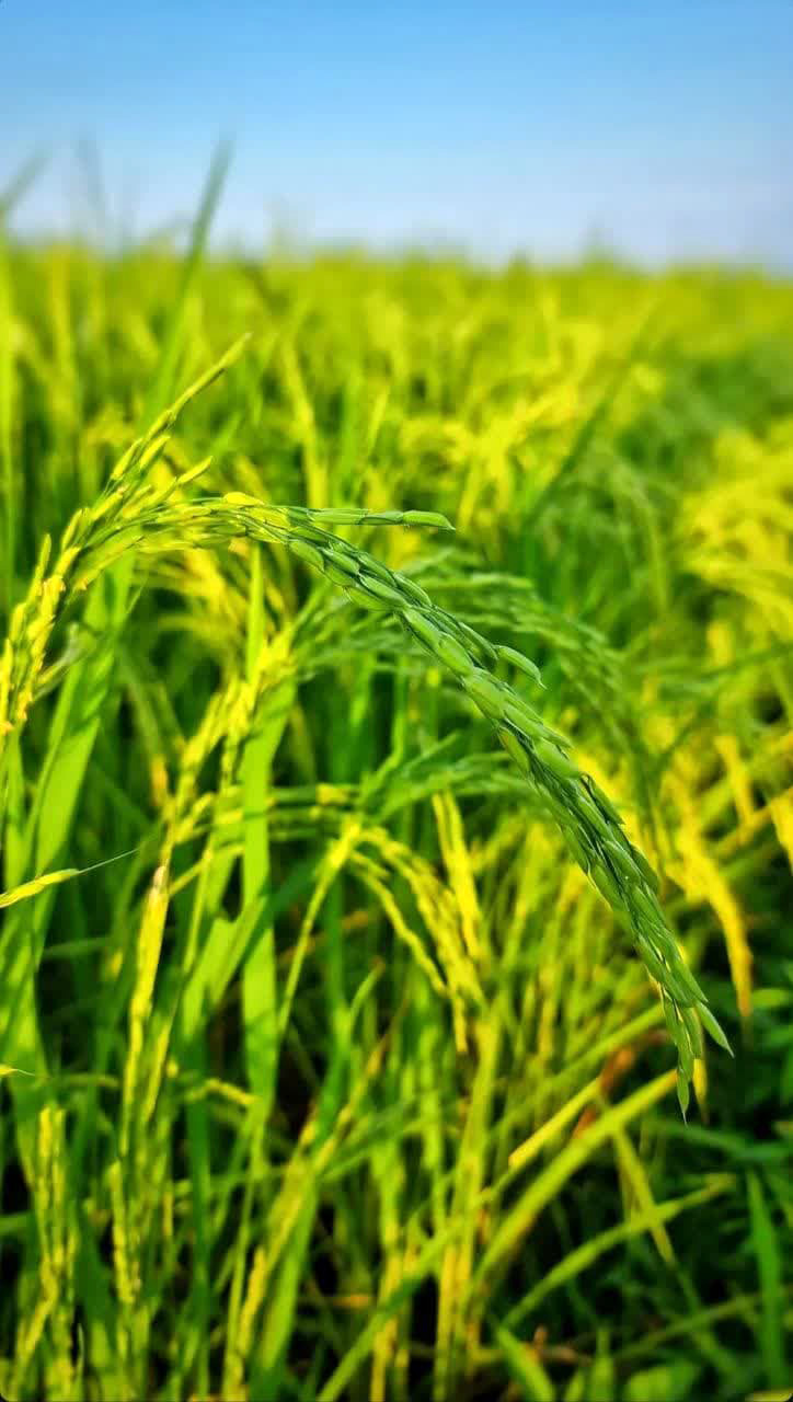 خوشه دهی برنج در شالیزارهای گیلان