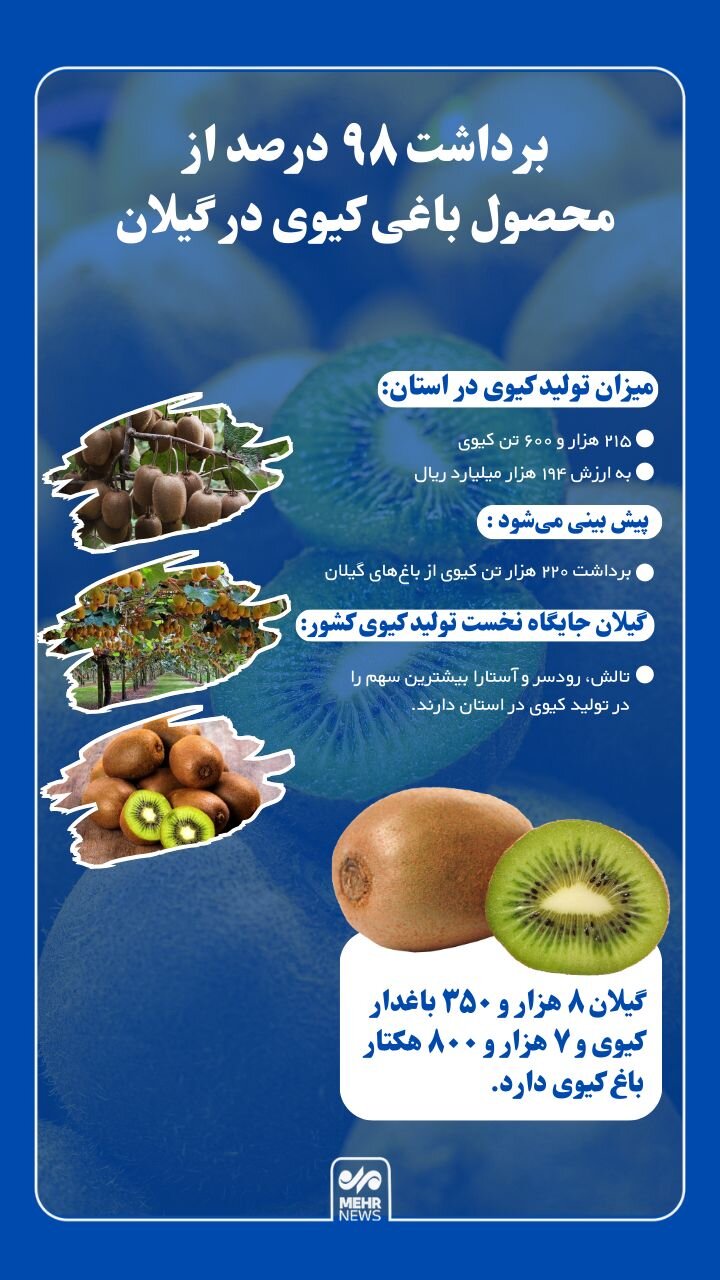  گیلان در صدر تولید کیوی کشور است