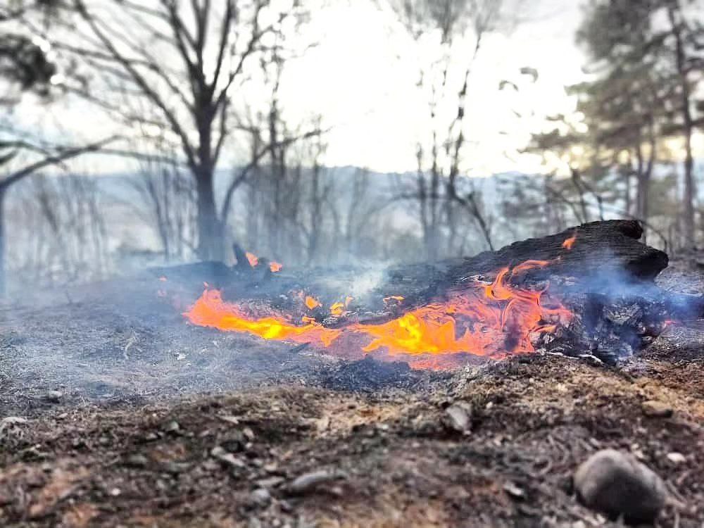 ۶ هکتار از جنگل های سراوان سوخت / عامل آتش‌سوزی انسانی بود