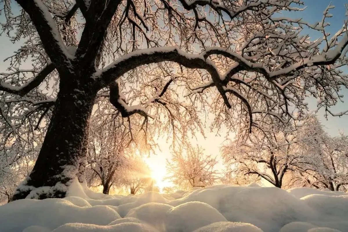 بهار زود رس در شمال؛ روند گرم شدن کشور جدی است