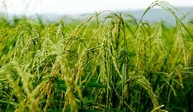 طرح جهش تولید برنج برای نخستین بار در گیلان اجرایی شد