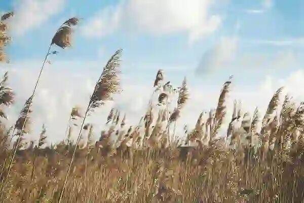 هشدار وزش باد در گیلان برای ۷۲ ساعت آینده