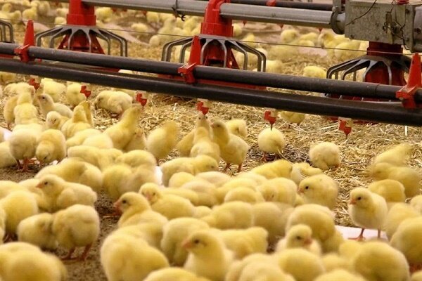   جوجه ریزی ۴۳ میلیون قطعه ای در گیلان
