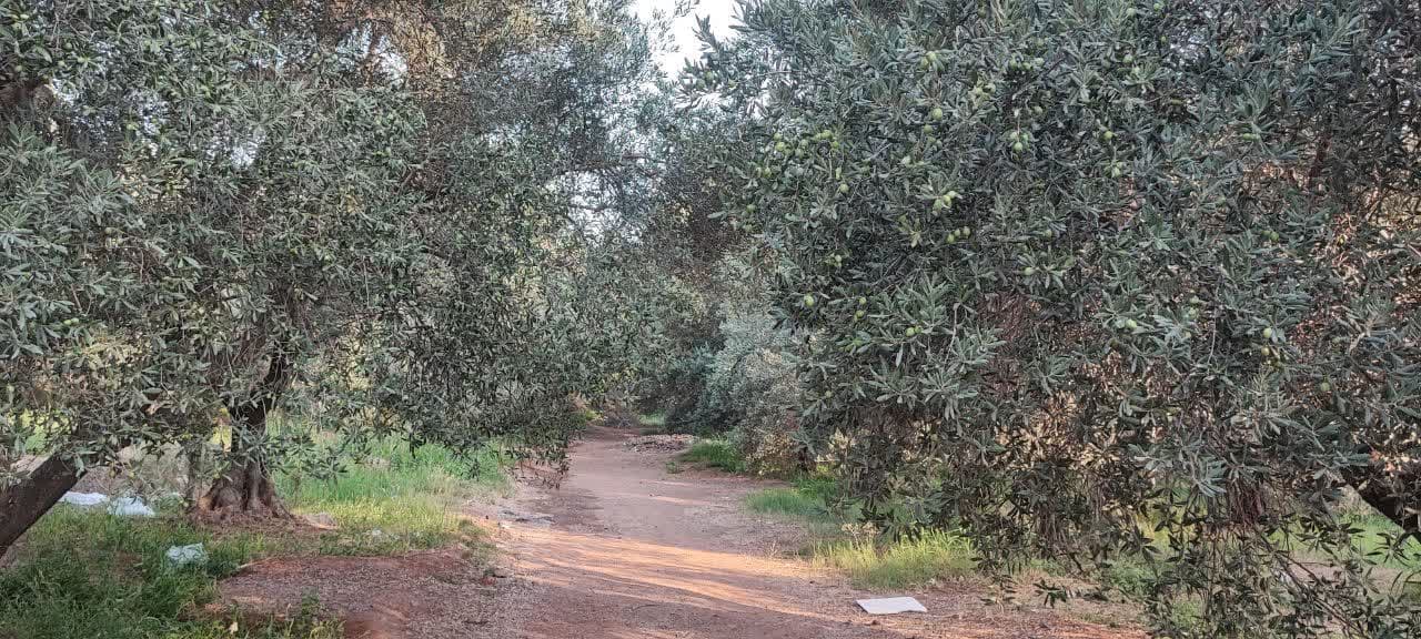 طلای سبز گیلان