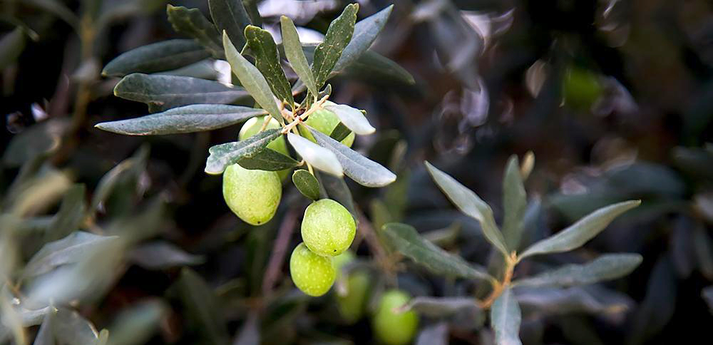 طلای سبز گیلان