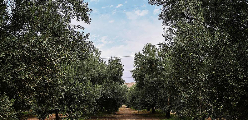 طلای سبز گیلان