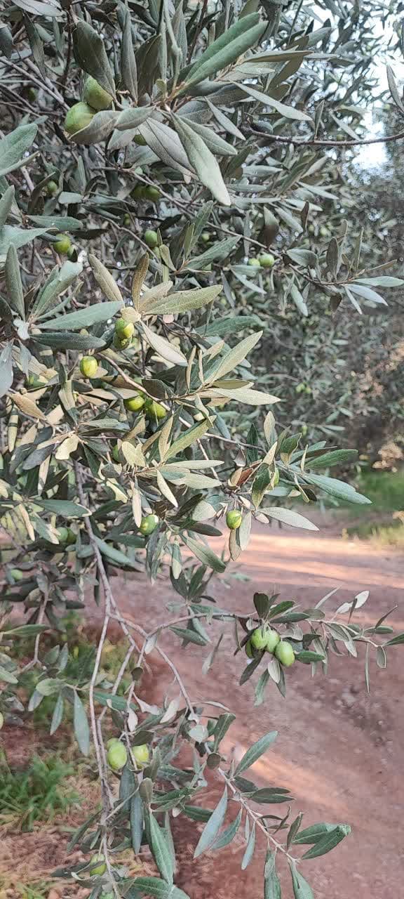 طلای سبز گیلان
