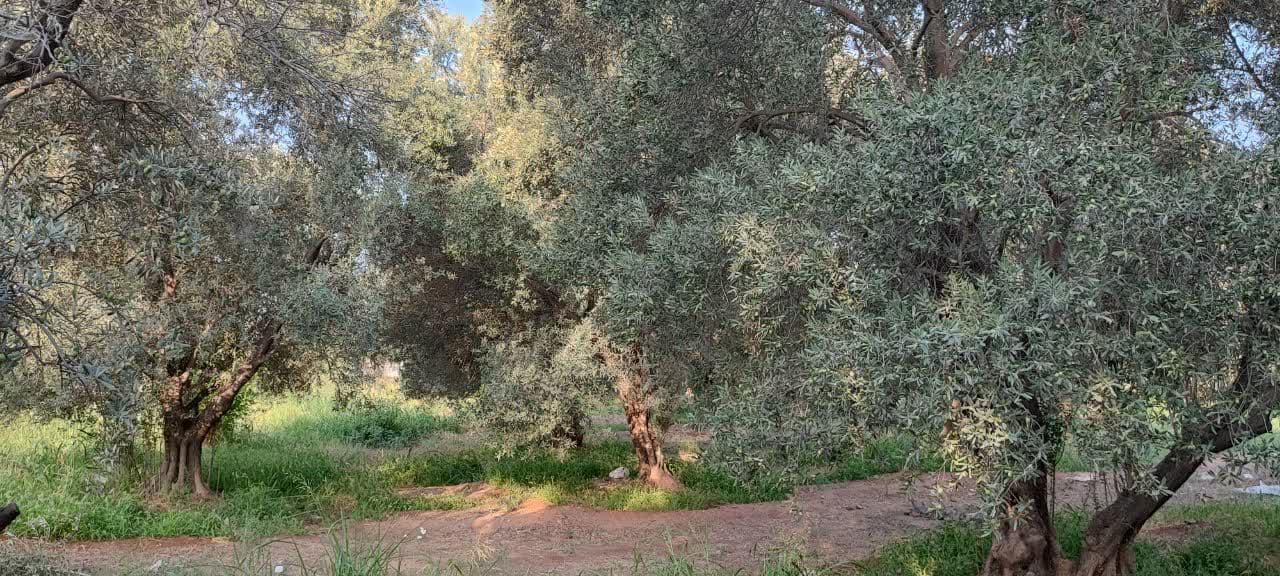 طلای سبز گیلان