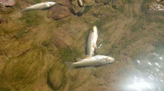 مرگ صد‌ها ماهی در رودخانه قلعه رودخان فومن 