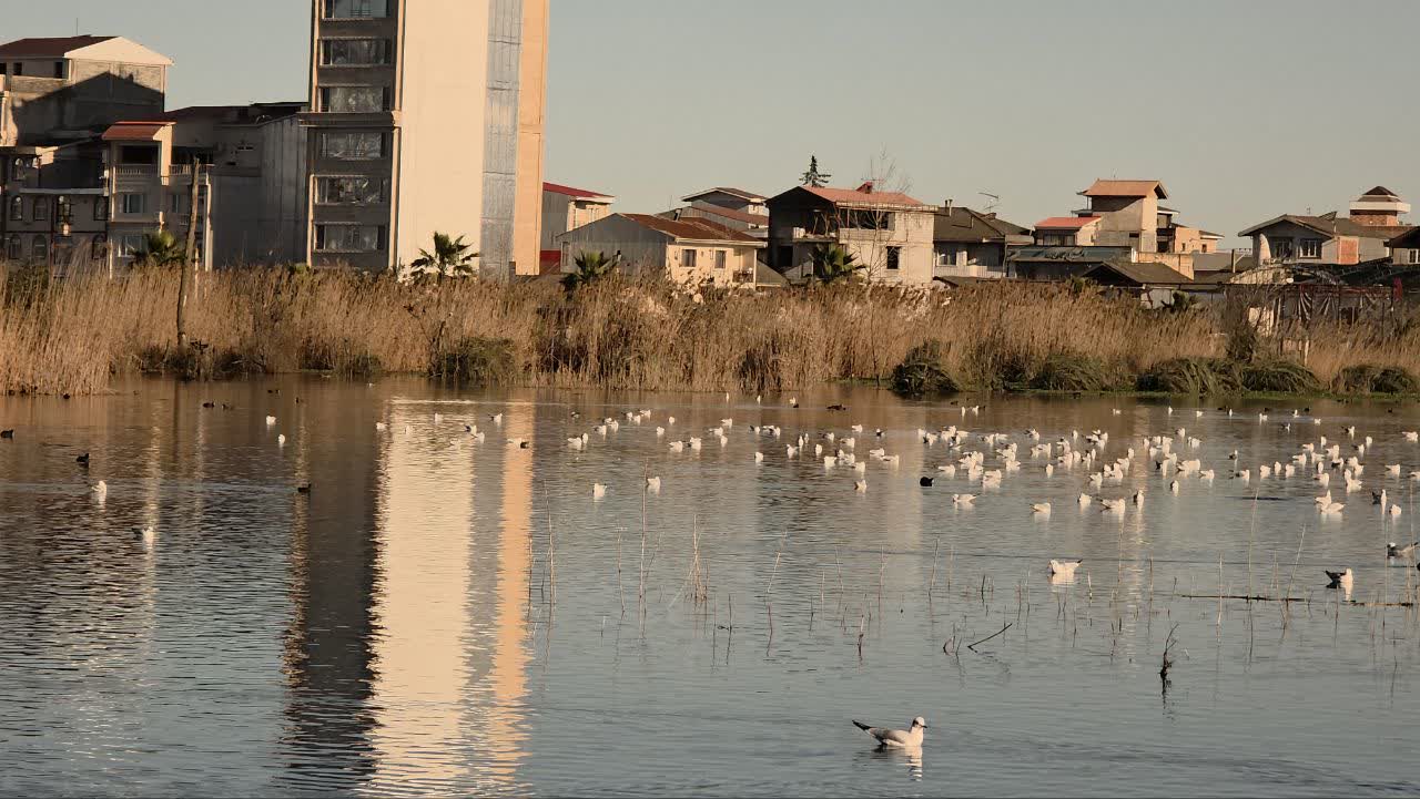 زمستان گذرانی ۱۰ هزار پرنده مهاجر در پارک بوجاق کیاشهر