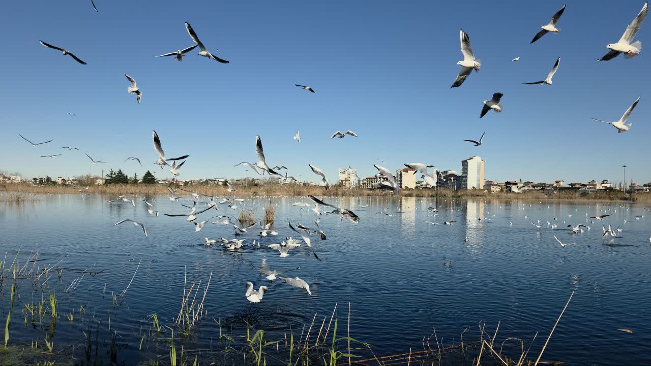 زمستان گذرانی ۱۰ هزار پرنده مهاجر در پارک بوجاق کیاشهر