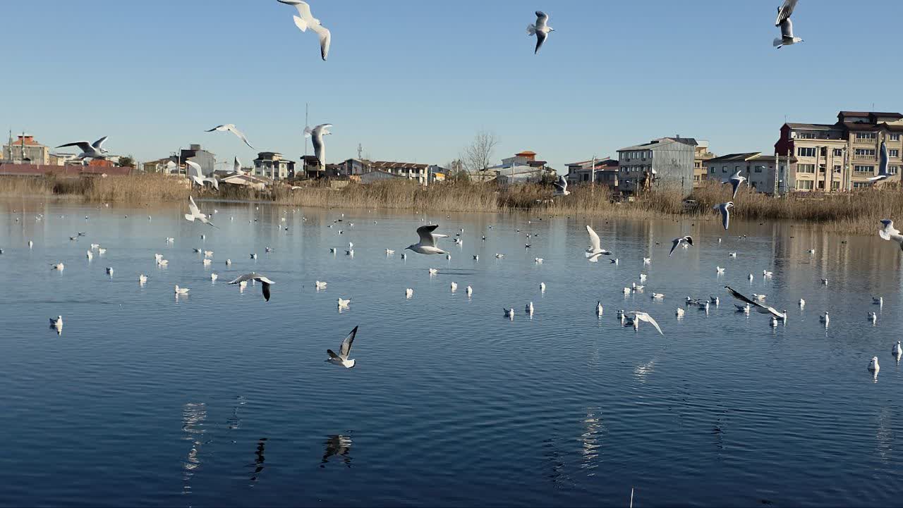 زمستان گذرانی ۱۰ هزار پرنده مهاجر در پارک بوجاق کیاشهر