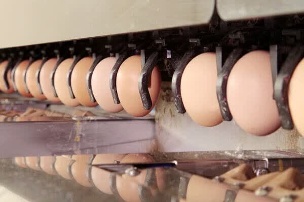 راه اندازی اولین واحد بسته بندی مکانیزه تخم مرغ در گیلان