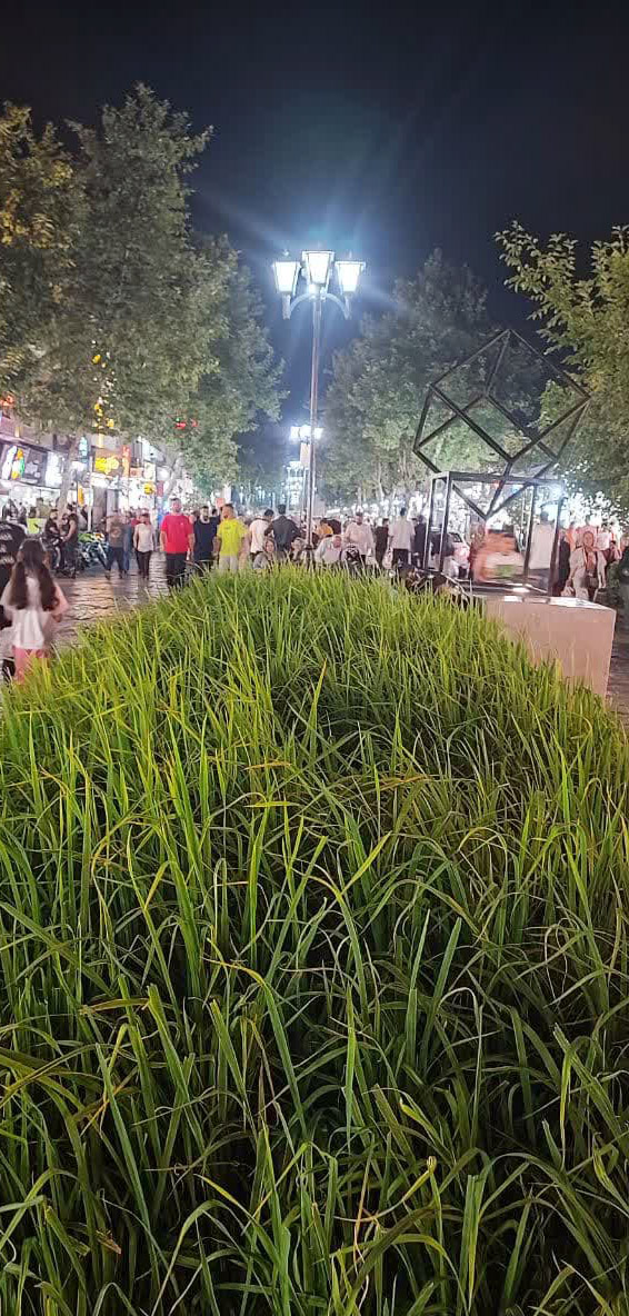 نمایی از کاشت برنج در پیاده راه فرهنگی رشت