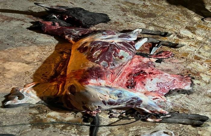 ذبح گوشت الاغ در یک رستوران واقع در جاده قزوین–رشت/ پدر و پسر دستگیر شدند 