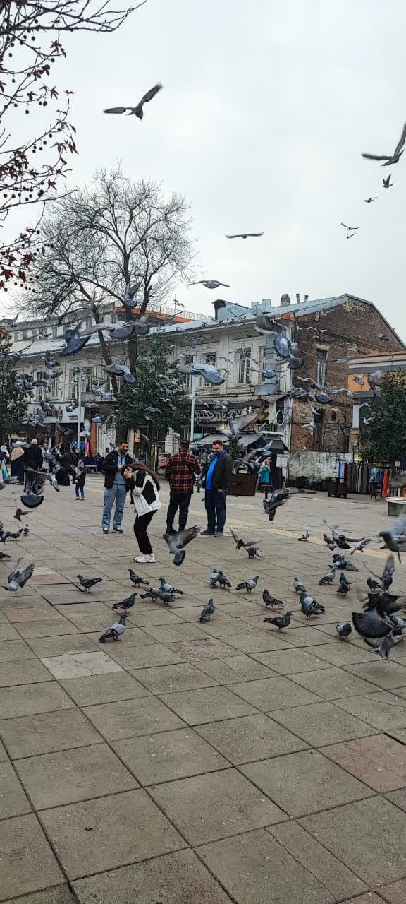کبوتران زیبای شهرداری رشت