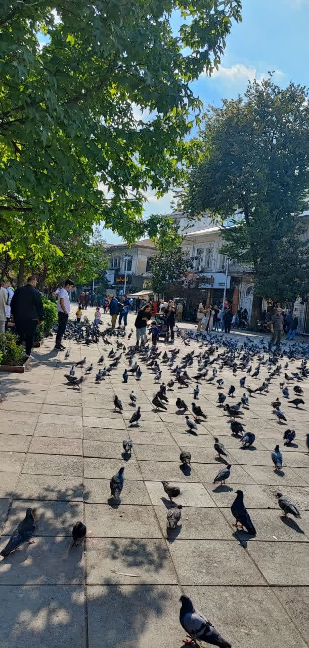 کبوتران زیبای شهرداری رشت