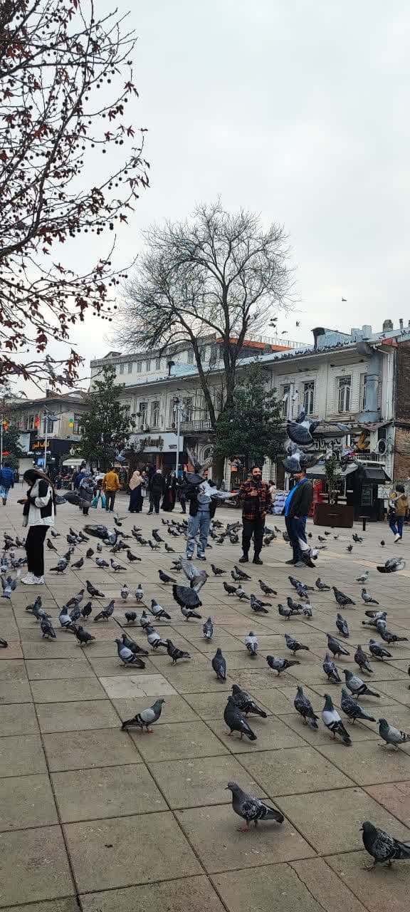 کبوتران زیبای شهرداری رشت