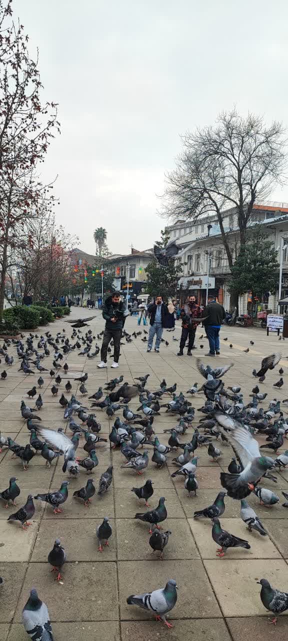 کبوتران زیبای شهرداری رشت