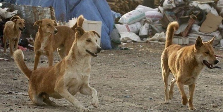 ماجرای زنده به گور کردن سگ‌ها در رودسر چیست؟ | محیط زیست همچنان در حال تحقیق و تفحص