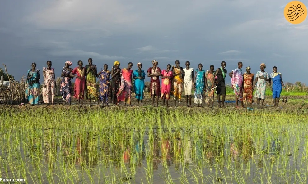 
	کشت برنج برای نخستین بار در سودان جنوبی
