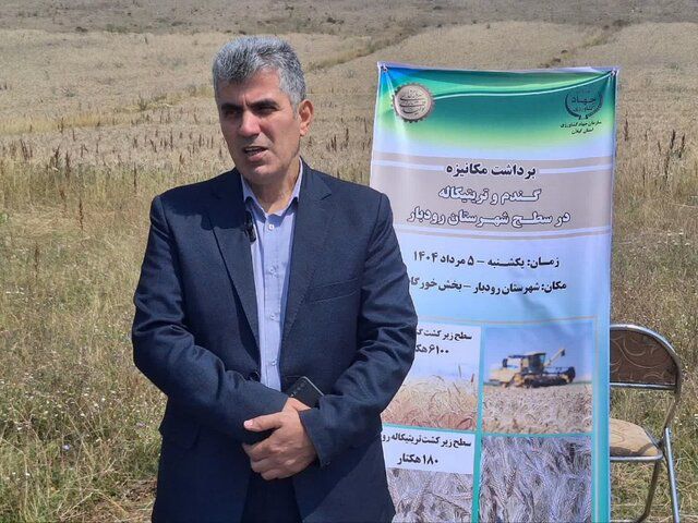  آغاز برداشت گندم و تریتیکاله در بیش از ۶۰۰۰ هکتار از اراضی رودبار