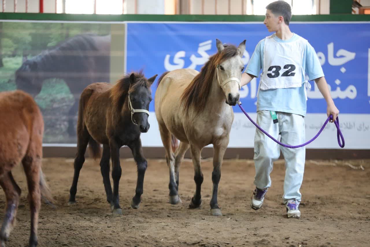 برگزاری بیستمین جشنواره ملی زیبایی اسب كاسپین در منطقه آزاد انزلی + تصاویر