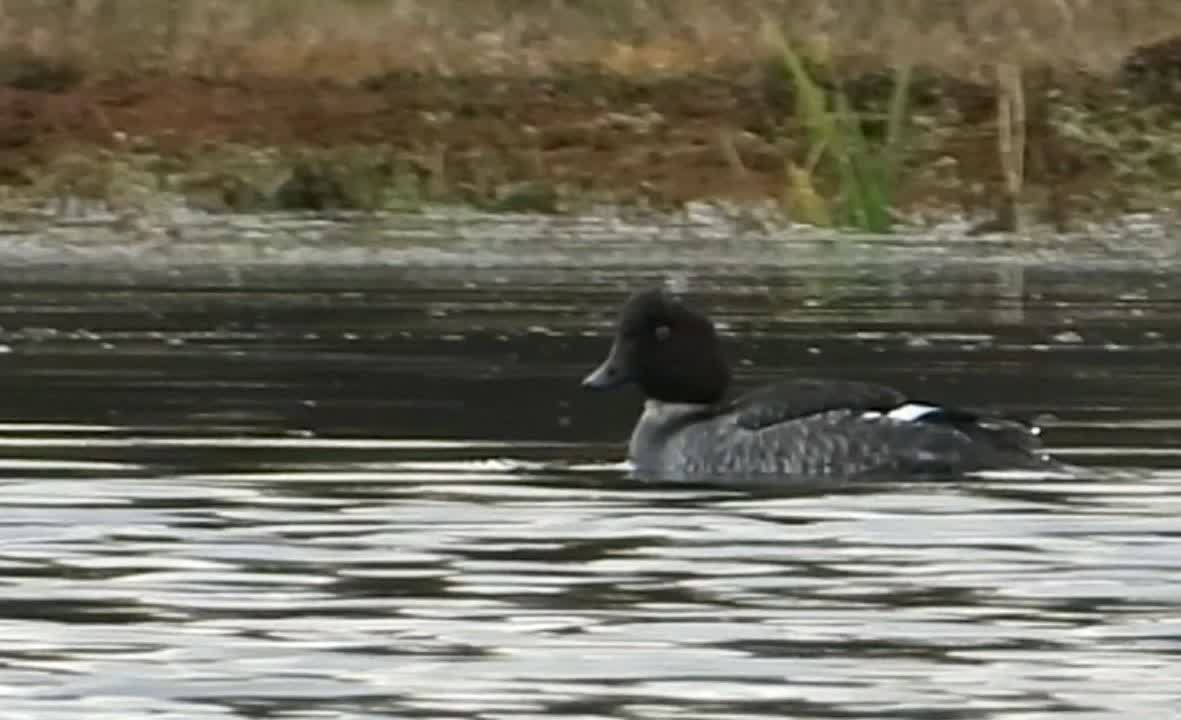  مشاهده پرنده کمیاب اردک چشم طلایی در تالاب جوکندان تالش