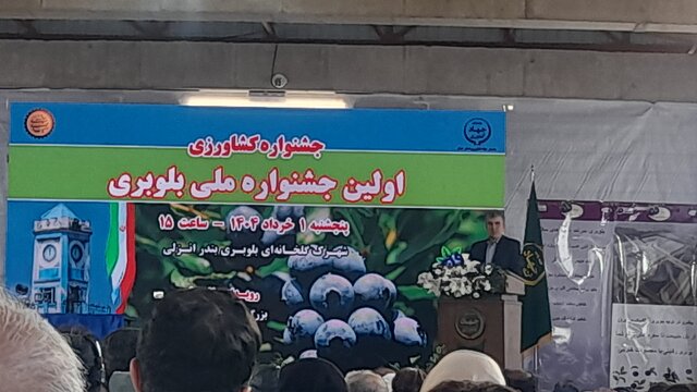 ۳۰ هکتار از اراضی کشاورزی گیلان زیر کشت بلوبری