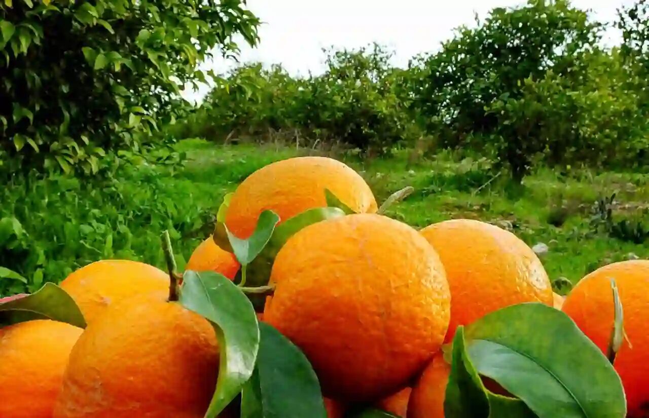 برداشت 100 هزار تن مرکبات در گیلان