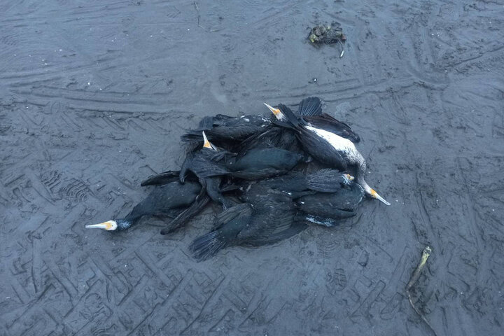  مرگ دسته‌ جمعی باکلان‎ها در ساحل انزلی؛ پرندگان تلف شده جوان هستند