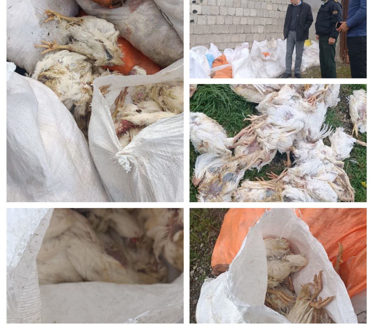 کشف انبار دپوی 5 تن مرغ فاسد در بندر انزلی در پی دریافت گزارش‌های مردمی