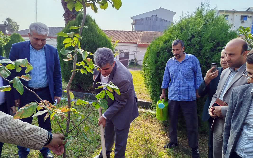 درختکاری را به اسفند محدود نکنیم؛ امکان کاشت نهال های گلدانی در طول سال