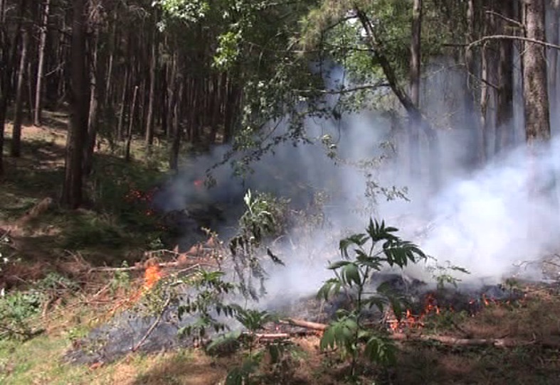 آتش‌ سوزی در ۶۰ هکتار از جنگل های گیلان؛ مردم به کمک بیایند